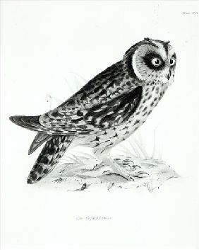 Owl, plate 3 from ''The Zoology of the Voyage of H.M.S Beagle, 1832-36'' Charles Darwin