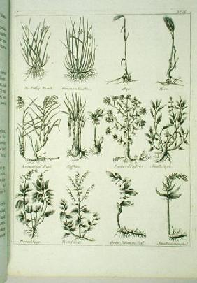 Plants from Culpeper's 'English Physician and Complete Herbal'