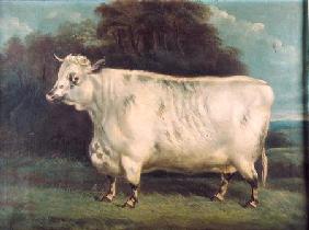 A shorthorn cow