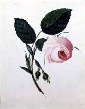 Study of a Pink Rose