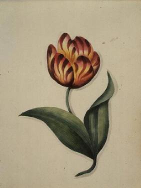 Tulip, from `Flowers' an English Botanical Manuscript (c.1840)