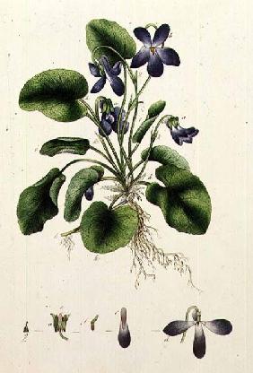 Violets page from an Album of Botanical Studies