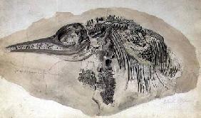 Young Ichthyosaurus from Lyme Regis