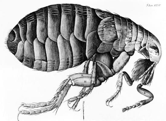 A Flea from Microscope Observation by Robert Hooke (1635-1703), 1665 (engraving) (b/w photo) from English School, (17th century)