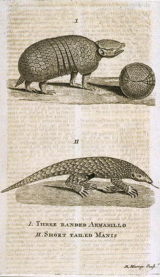 Three Banded Armadillo and Short Tailed Manis, from 'The Gentleman's Magazine', published c.1773, en from English School, (18th century)