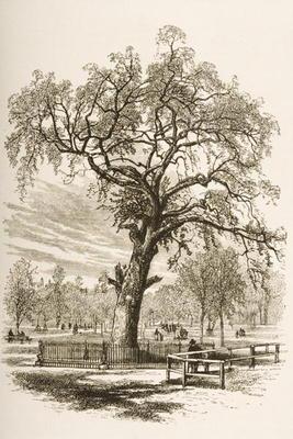 Liberty Tree, Boston Common, in c.1870, from 'American Pictures' published by the Religious Tract So