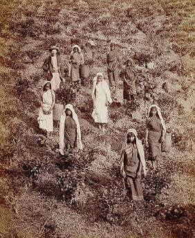 Tea Pickers in Ceylon, c.1900 (photo)