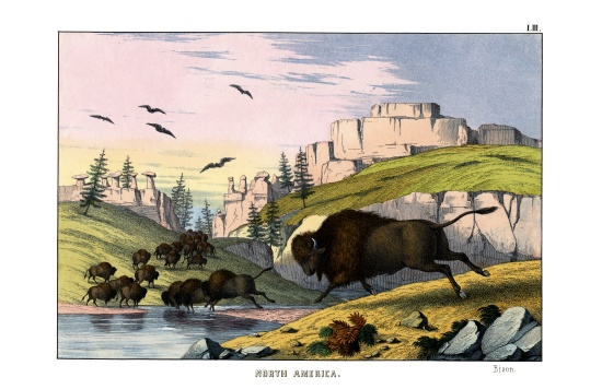 Bison from English School, (19th century)