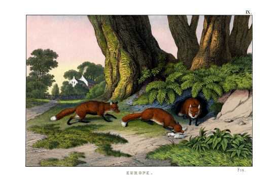 Common Fox from English School, (19th century)