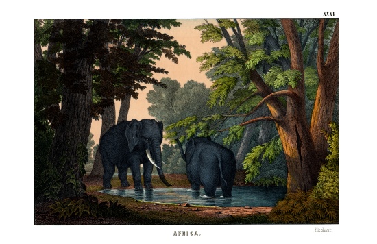Elephant from English School, (19th century)