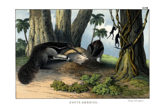 Great Anteater from English School, (19th century)