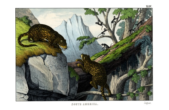 Jaguar from English School, (19th century)