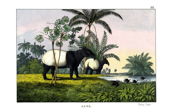 Malayan Tapir from English School, (19th century)