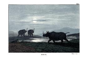 Rhinoceros