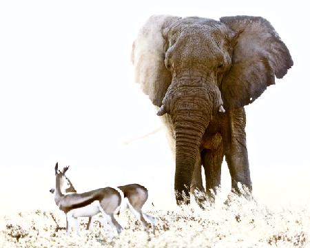 Bull Elephant and Springbok, Etosha
