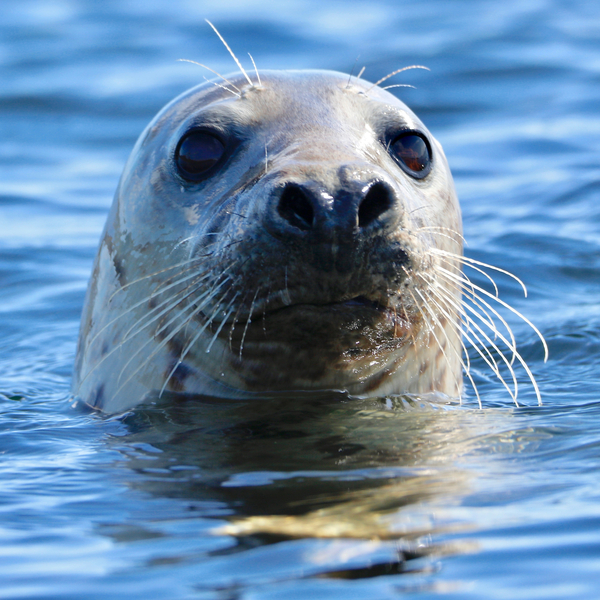 Young Grey Seal, Westcove from Eric Meyer