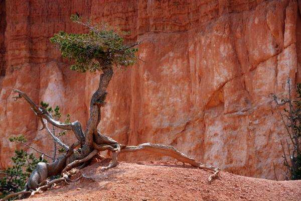 Baum im Bryce Canyon from Erich Teister