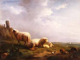 Sheep and chickens in a landscape