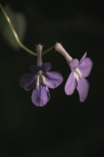 Botanische Serie - Lila Blumen