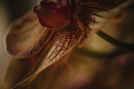 Botanische Serie - Orchidee 1/2