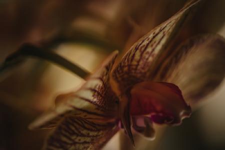 Botanische Serie - Orchidee 2/2