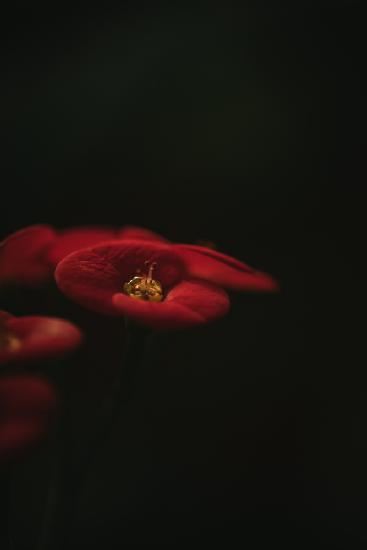 Botanische Serie - Rote Blüte