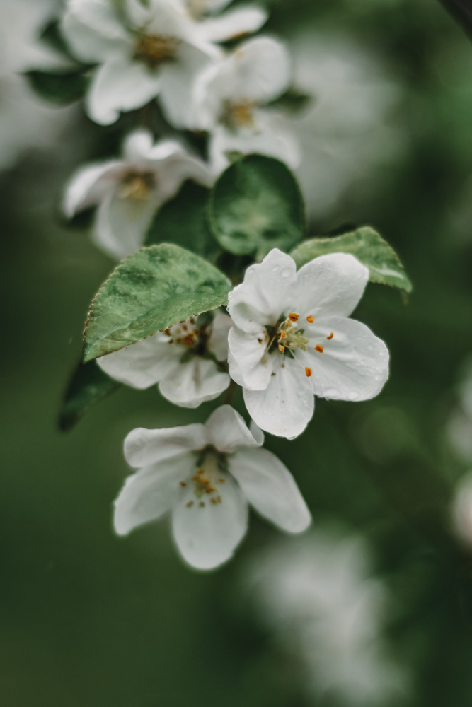 Frühlingsserie – Apfelblüten im Regen 4/12 from Eva Bronzini