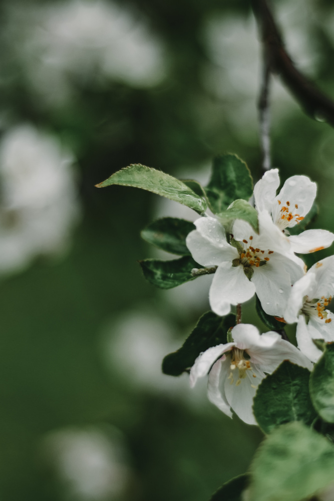 Frühlingsserie – Apfelblüten im Regen 5/12 from Eva Bronzini