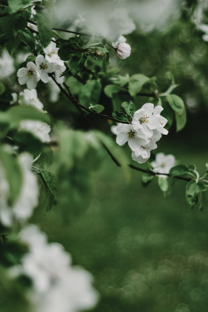 Frühlingsserie – Apfelblüten im Regen 6/12 from Eva Bronzini