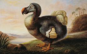 Study of a Dodo