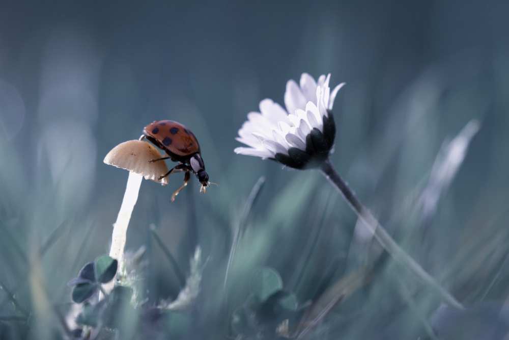 The story of the lady bug that tries to convice the mushroom to have a date with the beautiful daisy from Fabien Bravin