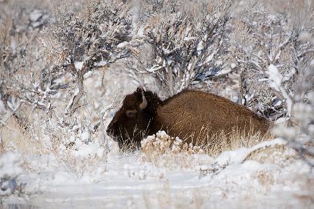 Bison im Winterland