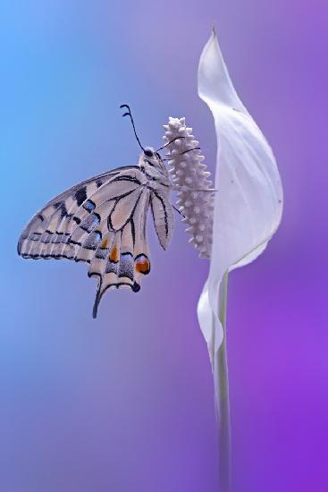 Machaon-Schmetterling