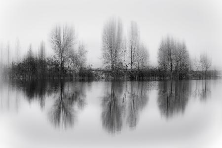 Reflektierte Bäume