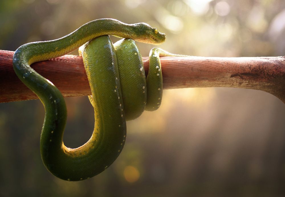 Tree Snake from Fahmi Bhs