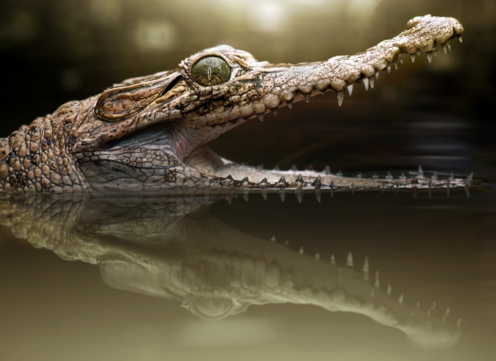 Krokodil from Fahmi Bhs