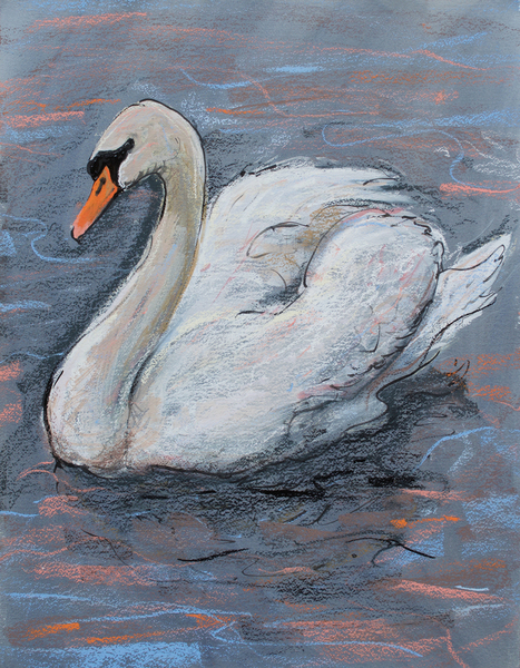 Swan on Lake from Faisal Khouja
