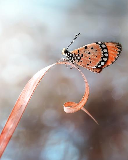 Der Schmetterling
