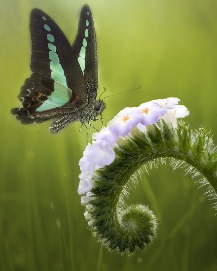 Der Schmetterling und die Blumen