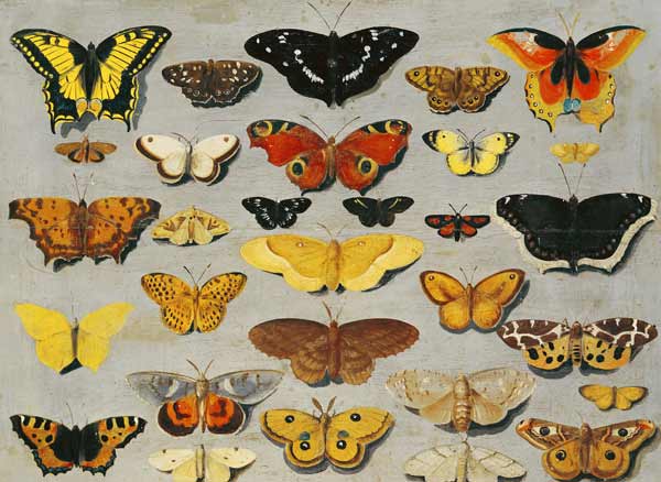 Butterflies from Flemish School