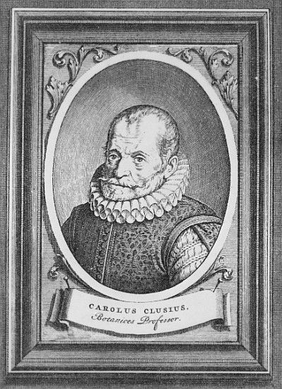 Carolus Clusius from Flemish School
