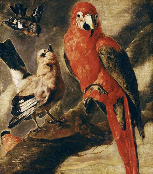 Macaw and Bullfinch from Flemish School