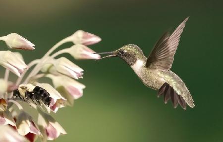 Kolibri in Aktion