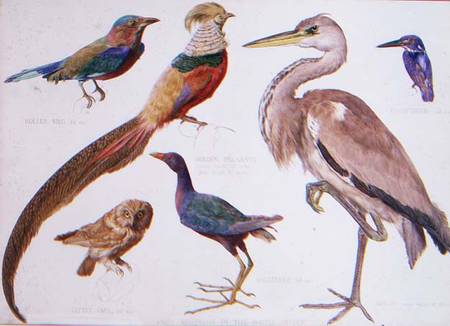 Studies of Birds from the Bootle Museum, Liverpool from Florence Emily Bark