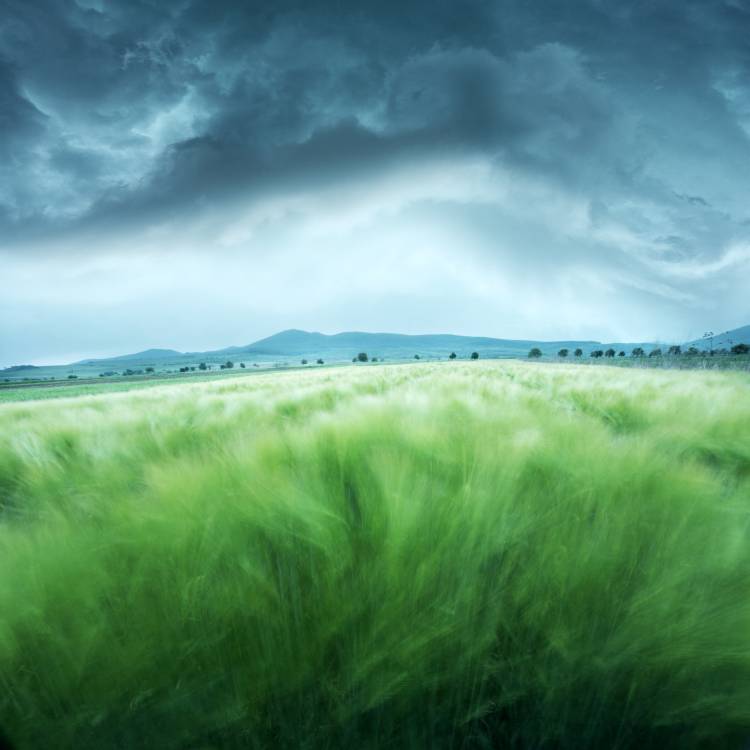 Barley Field from Floriana Barbu