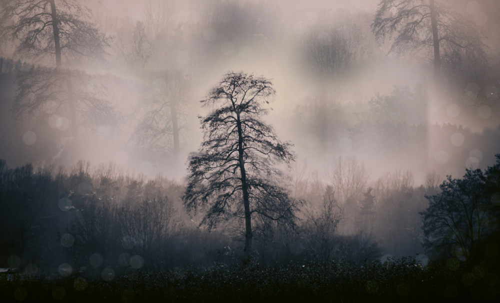Mystische Wälder from Foto Tinca