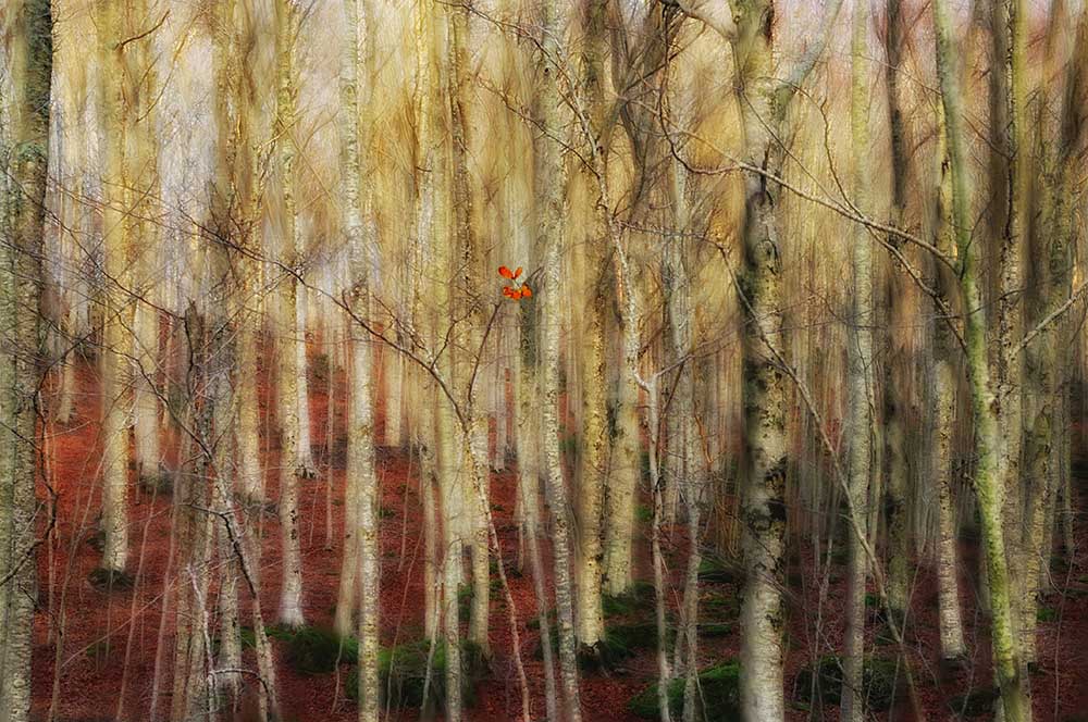 Der Wald der Geister from Francesco Martini