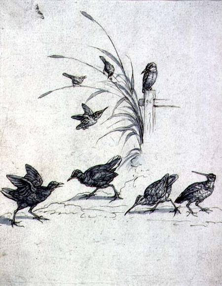 Kingfishers, Curlew and other Birds from Francis Barlow
