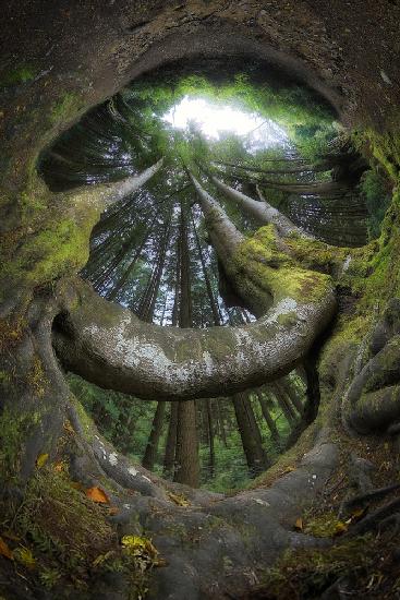 Einladender Wald