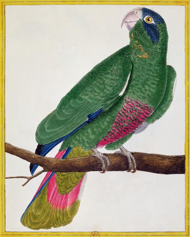 Parrot, from 'Histoire Naturelle des Oiseaux' by Georges de Buffon (1707-88) published 1777 (coloure from Francois Nicolas Martinet